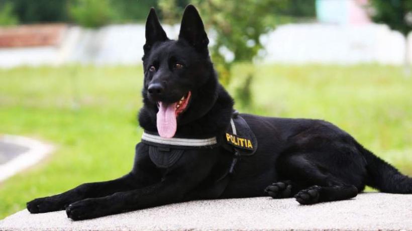 Un câine poliţist îi va verifica pe participanţii la Untold dacă deţin droguri