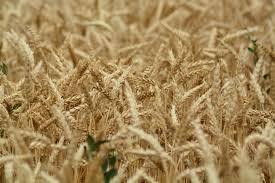 România ar putea exporta grâu, porumb şi îngrăşăminte în Sri Lanka