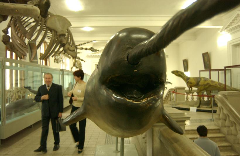 Muzeul Naţional de Istorie Naturală Grigore Antipa