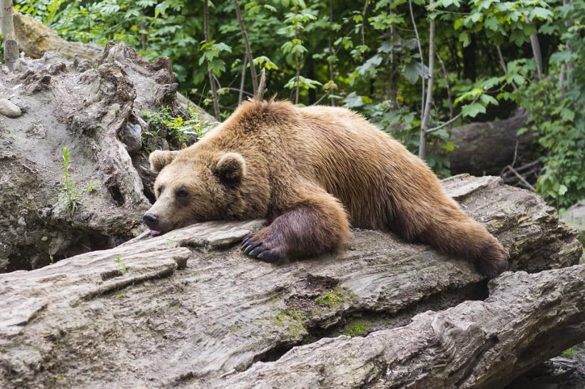 Un urs prins într-un gard de sârmă ghimpată a fost salvat de jandarmi