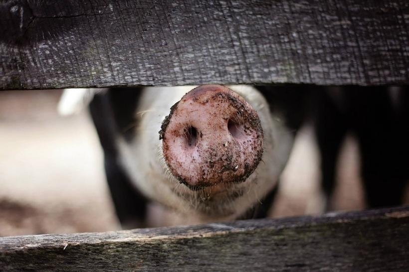 Ecologiștii din Mureș cer revizuirea Planului Suplimentar pentru combaterea pestei porcine