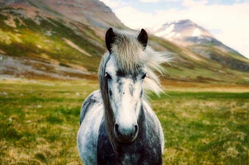 Proprietarii de cai din Norvegia îşi duc animalele la abator din cauza &quot;secetei tragice&quot;