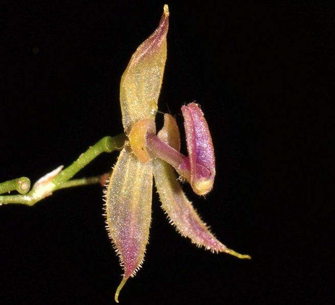 Cercetătorii au descoperit o nouă specie de orhidee