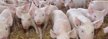 Alertă la Constanţa! Se extinde virusul pestei porcine africane în localităţile de la malul Dunării