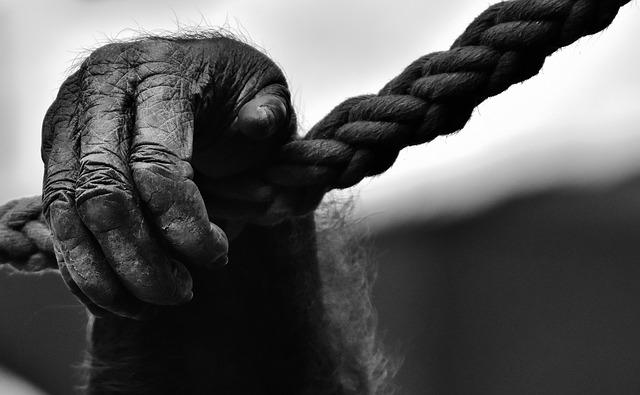 Cea mai bătrână gorilă din Europa a fost eutanasiată