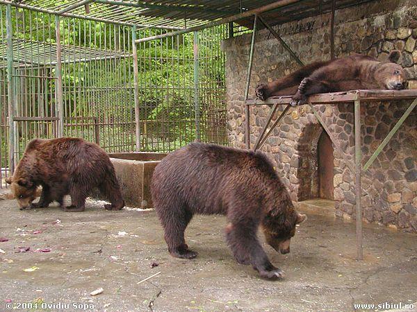 Doi îngrijitori au fost atacaţi de uşi la Grădina zoologică din Braşov