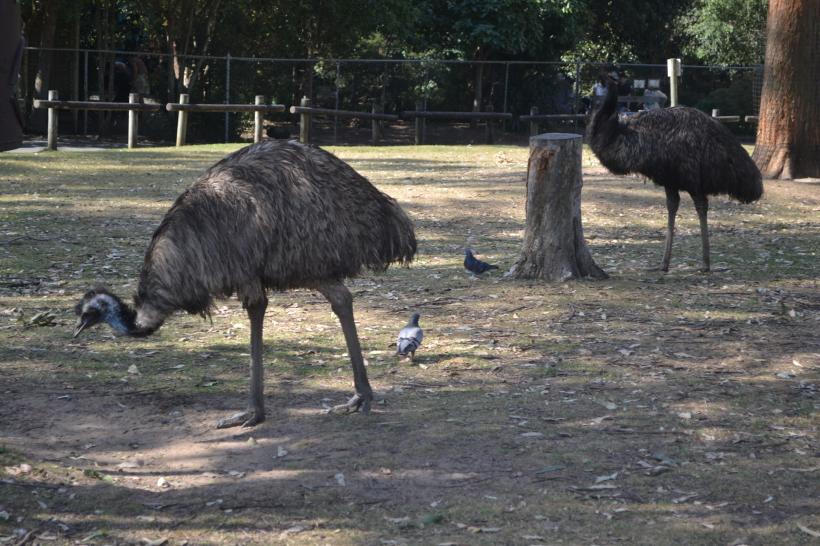 FOTO + VIDEO. Oraş din Australia, invadat de Emu 