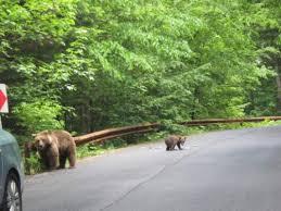 Pe autostrada A1, în zona unde doi urşi au fost accidentaţi mortal se vor monta indicatoare de avertizare