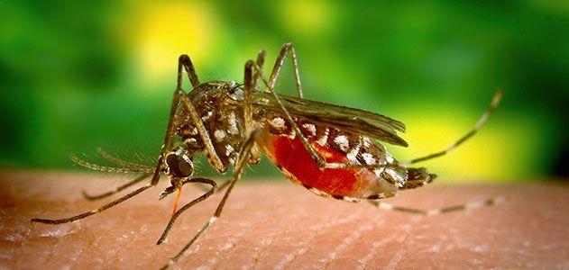Medicii avertizează care sunt semnele infecției cu virus West Nile!