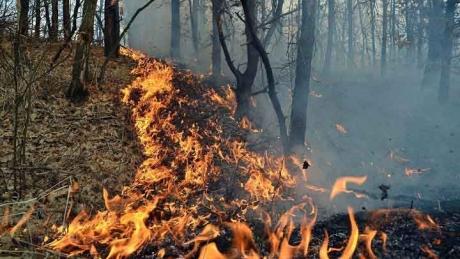Germania: Un violent incendiu de pădure continuă să ameninţe mai multe sate la 50 kilometri sud de Berlin