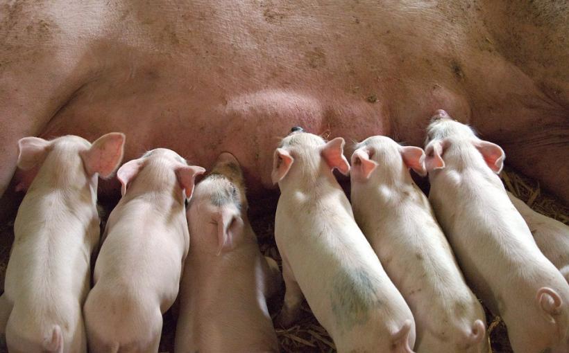Suspiciune de pestă porcină africană în a doua fermă ca mărime din Europa