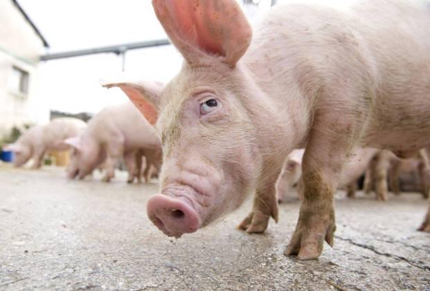 Pesta porcină, confirmată în cea mai mare fermă din România