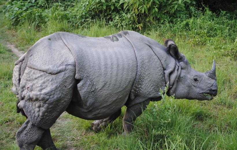 Patru rinoceri dintr-o specie rară au murit în Nepal