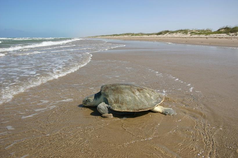Ţestoasele marine sunt pe cale de dispariţie. 300 de exemplare au fost găsite moarte într-un năvod