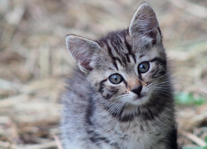 Noua Zeelandă nu mai vrea pisici. Lege care interzice oamenilor să deţină pisici