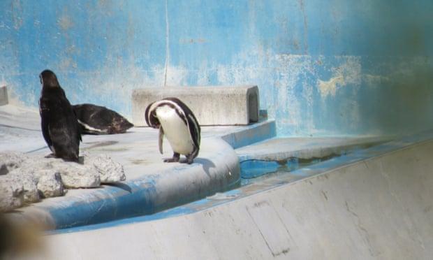 Un delfin, 46 de pinguini și mai mulți pești au fost abandonați într-un parc marin părăsit