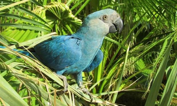 Alte opt specii de păsări au dispărut de pe Terra