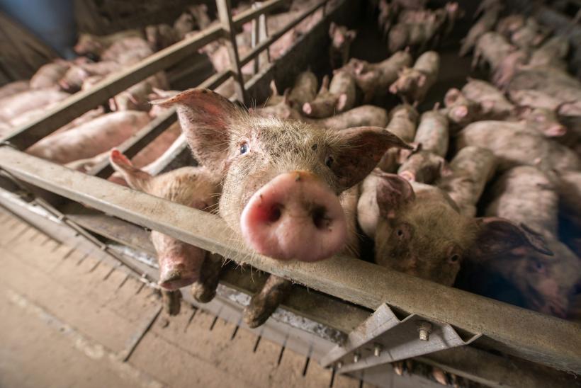 Incendiu la ferma de porci din Tichileşti; au murit 1.700 de animale