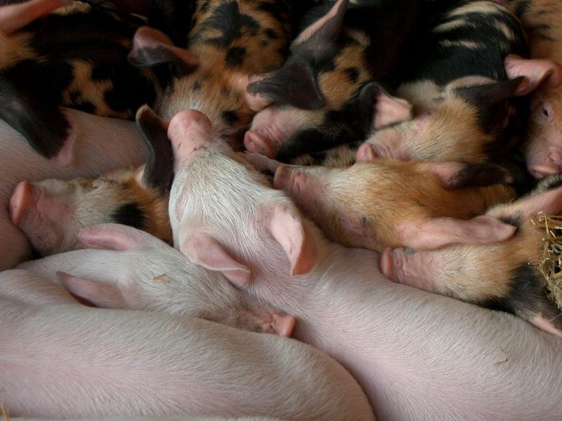 Pesta porcină a atins un sfert din ţară