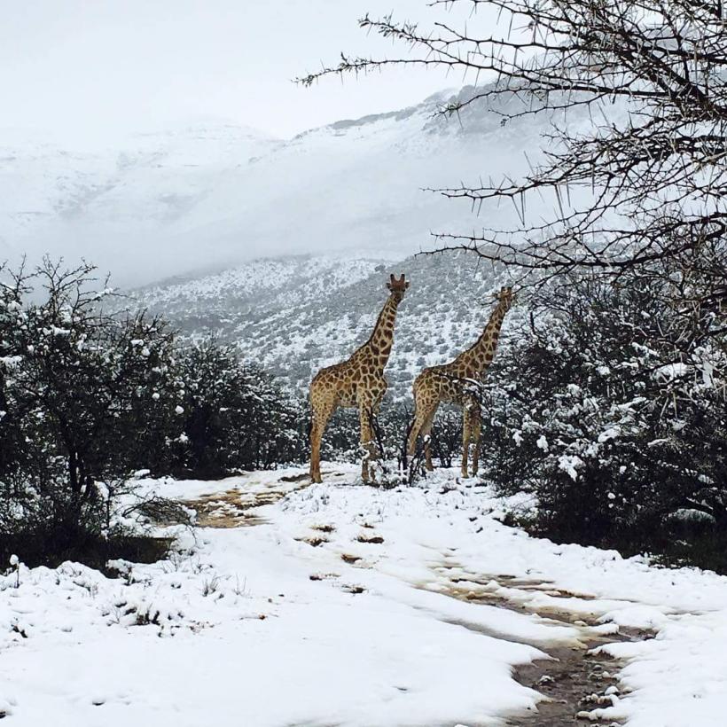 VIDEO + FOTO - Animalele de savană din Africa de Sud au avut parte de zăpadă