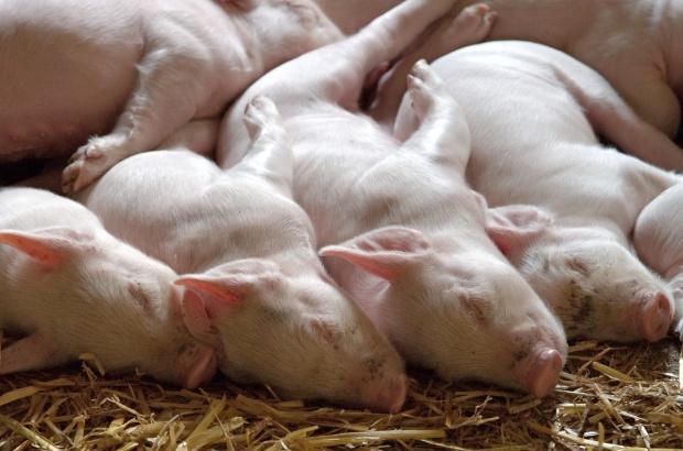 A început eutanasierea porcilor în focarul de pestă africană de la Rogojeni