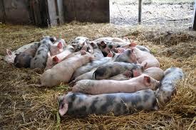 Belgia vrea măsuri urgente la nivel european pentru a stopa răspândirea pestei porcine africane