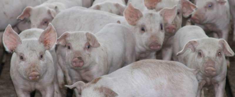 Alertă în Dâmboviţa! Filtre permanente în localitatea Lucieni pentru prevenirea răspândirii pestei porcine africane