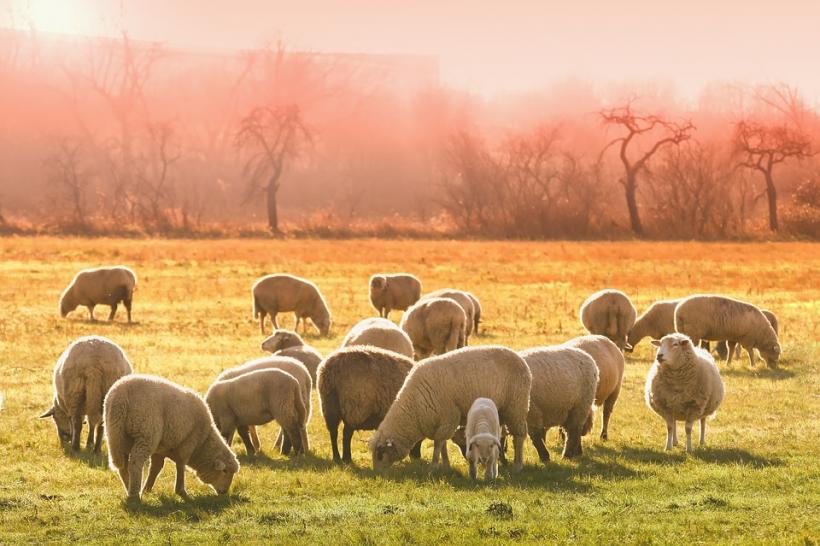 Hunedoara: Crescătorii de ovine solicită autorităţilor să reanalizeze condiţiile de închidere a târgurilor de animale