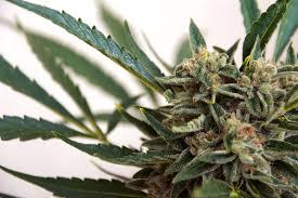 Africa de Sud a legalizat consumul de marijuana pentru uz personal