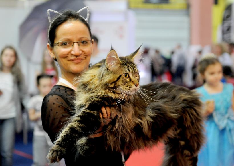 Peste 250 de pisici din toate colțurile lumii vor fi prezente la SofistiCAT 