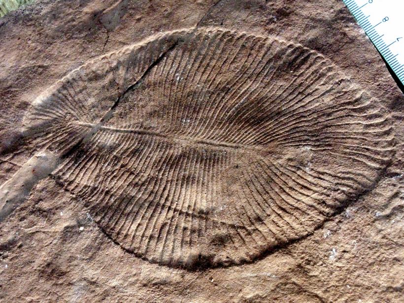 Cel mai vechi animal de pe Terra, apărut în urmă cu 558 de milioane de ani, era oval și plat