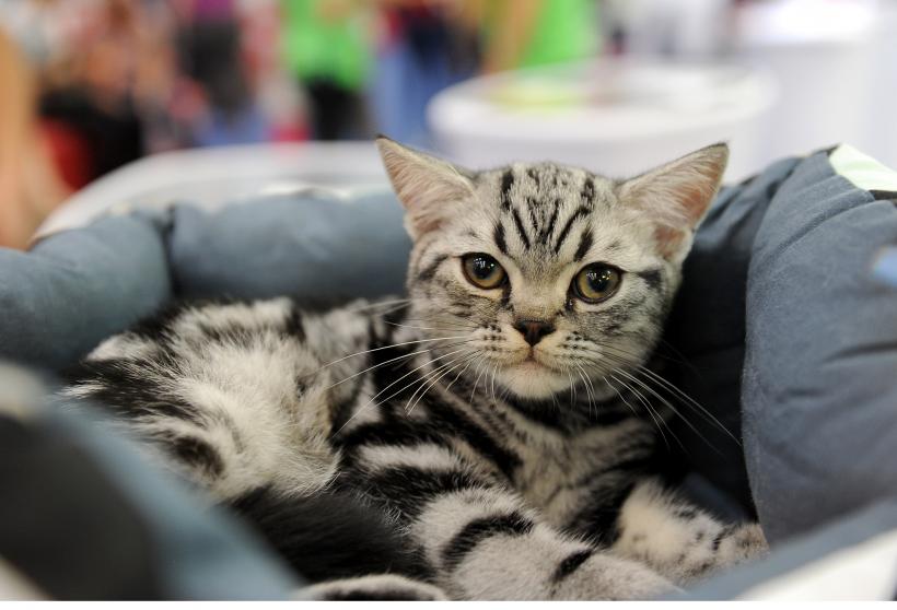 SofistiCAT toamna 2018. Concursul celor mai frumoase pisici (GALERIE FOTO)