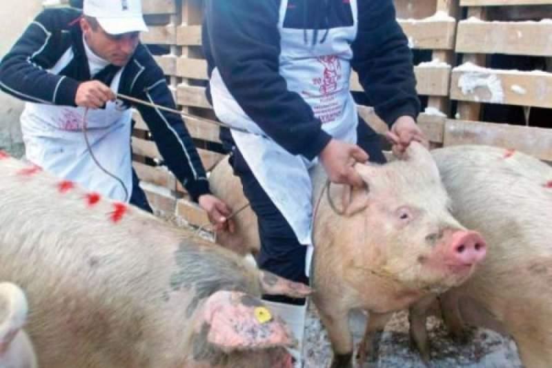 Liberalii demarează o campanie de informare privind pesta porcină africană