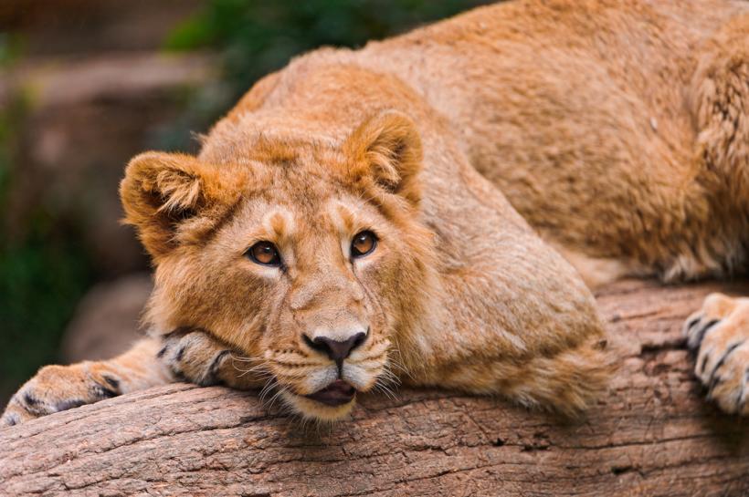 Realizarea unui recensământ al felinelor dinr-un parc național indian, după a 13 lei asiatici