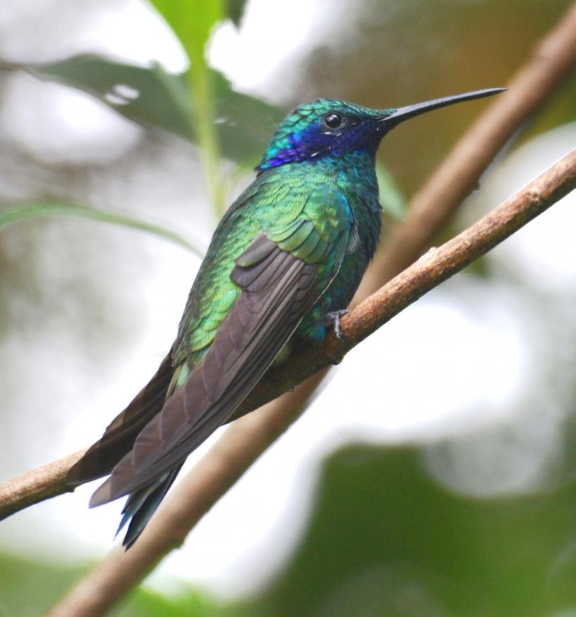 O nouă specie de colibri, descoperită în Ecuador