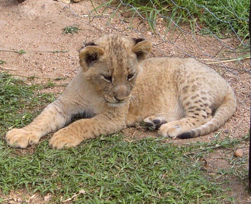 S-au născut primii lei concepuți prin inseminare artificială