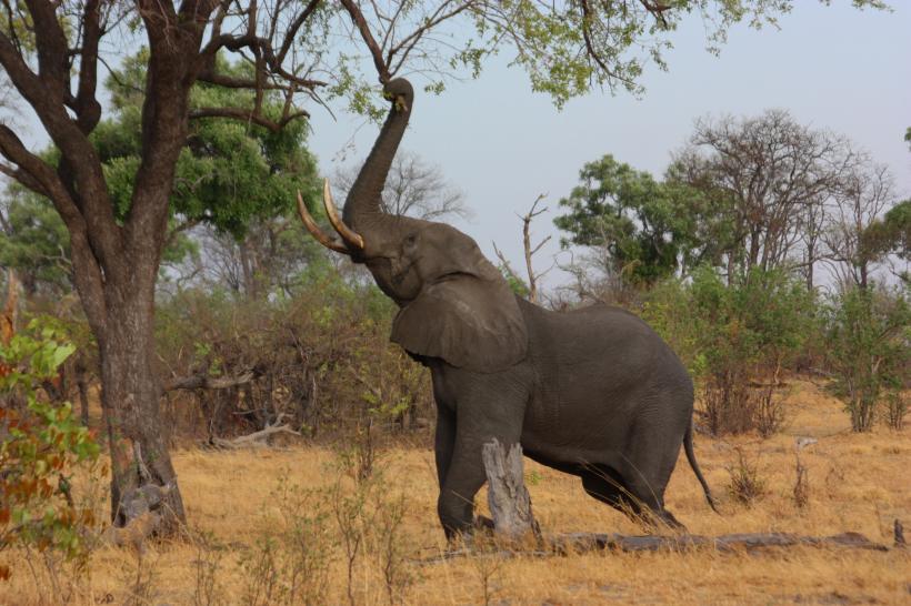 Turist german atacat de elefanți în Zimbabwe