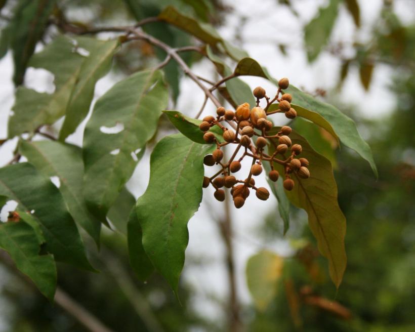 Planta amazoniană care ar putea trata cancerul hepatic