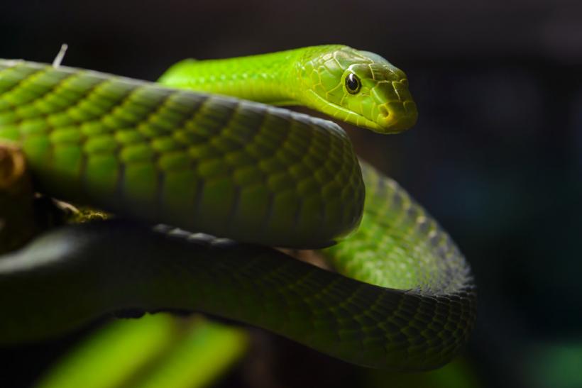 Un șarpe mamba veninos a creat panică într-un cartier din Praga