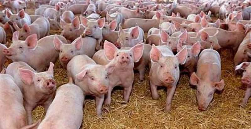 China interzice importul de porci din Bulgaria