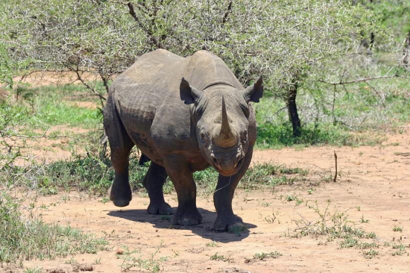 Vietnam. Captură de 32 de kilograme de coarne de rinocer provenind din Africa de Sud