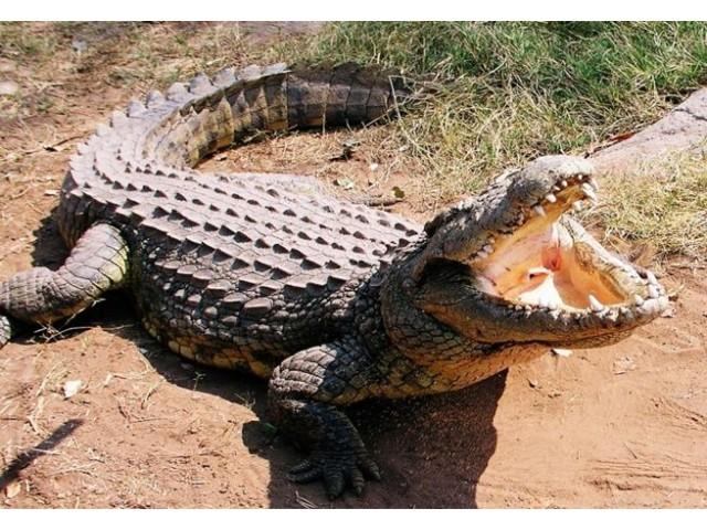 O femeie din Australia a fost atacată şi ucisă de un crocodil