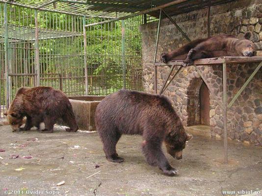 Incredibil! Doi tineri au fost atacaţi de un urs la Grădina Zoologică din Bârlad