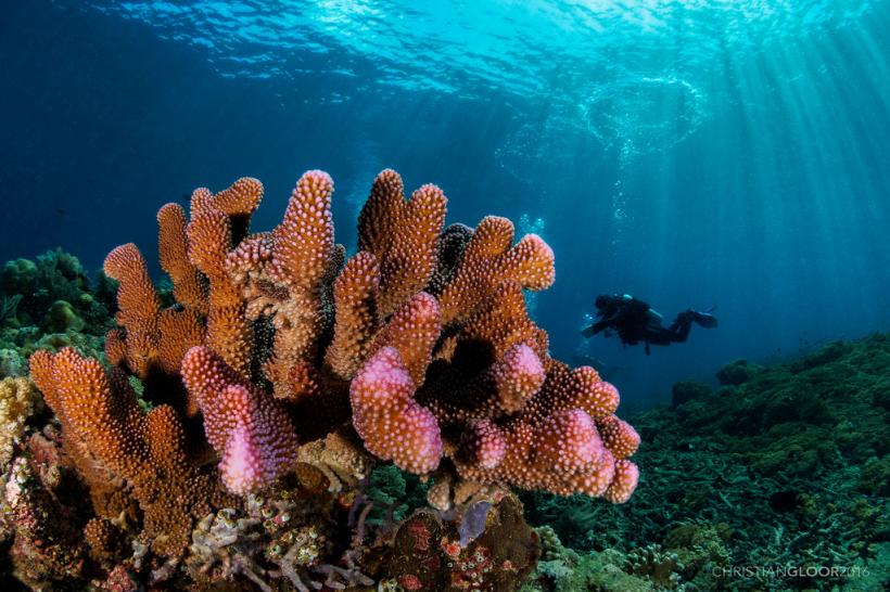 Recifele de corali, afectate de schimbările climatice, sunt amenințate și de șobolani
