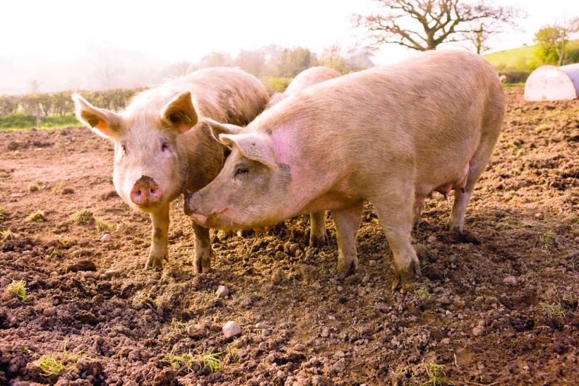 Pestă porcină confirmată într-o gospodărie din Vrancea