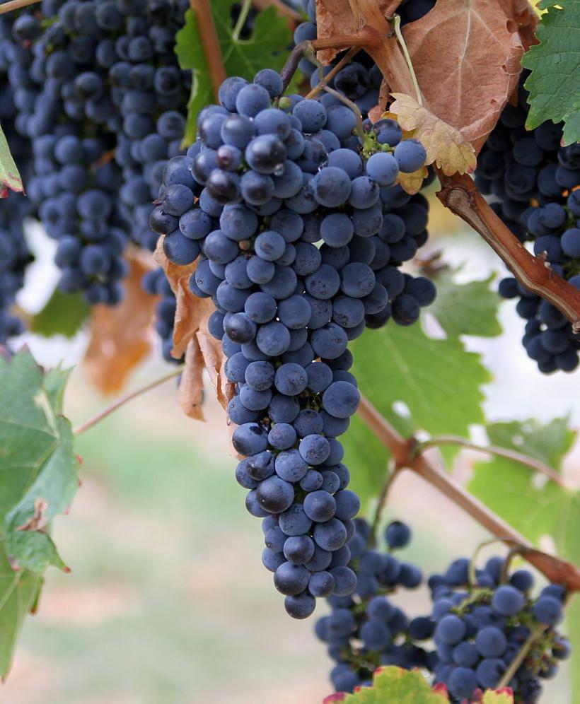 Guvernul va stabili miercuri modul de acordare a fondurilor UE pentru producătorii din sectorul viti-vinicol