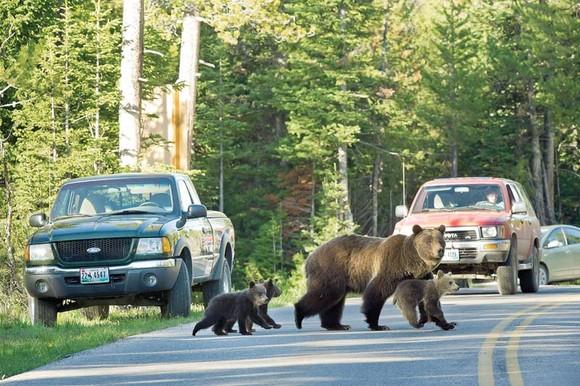 Sibiu: Doi urşi au fost loviţi de autovehicule pe DN 7, unul dintre ei a murit