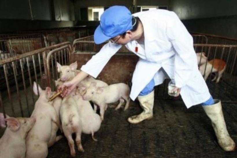Alertă în Argeş! Suspiciuni de pestă porcină africană într-o localitate din sudul judeţului