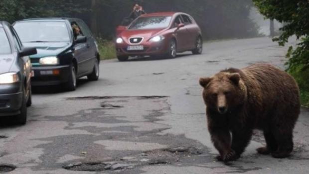Incredibil! Un urs se plimba nestingherit pe o stradă din Sibiu