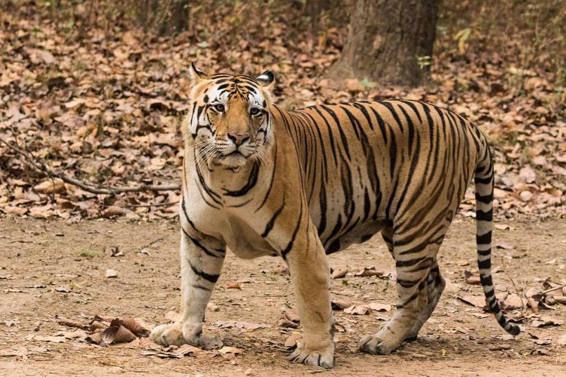 O femelă de tigru care a ucis 13 oameni, împuşcată mortal în India, la finalul unei vânători impresionante